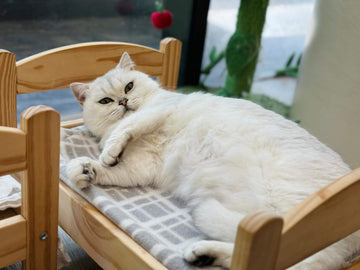 White cat lying comfortably on a wooden pet bed