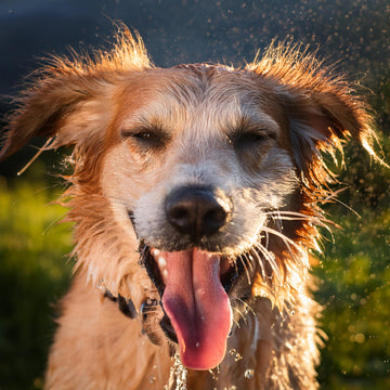 8 Signs That Your Pet is Overheating and How to Prevent It in Singapore 2024