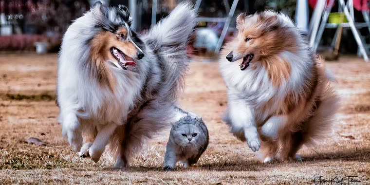 Photograph of the two real collies running with their grey cat