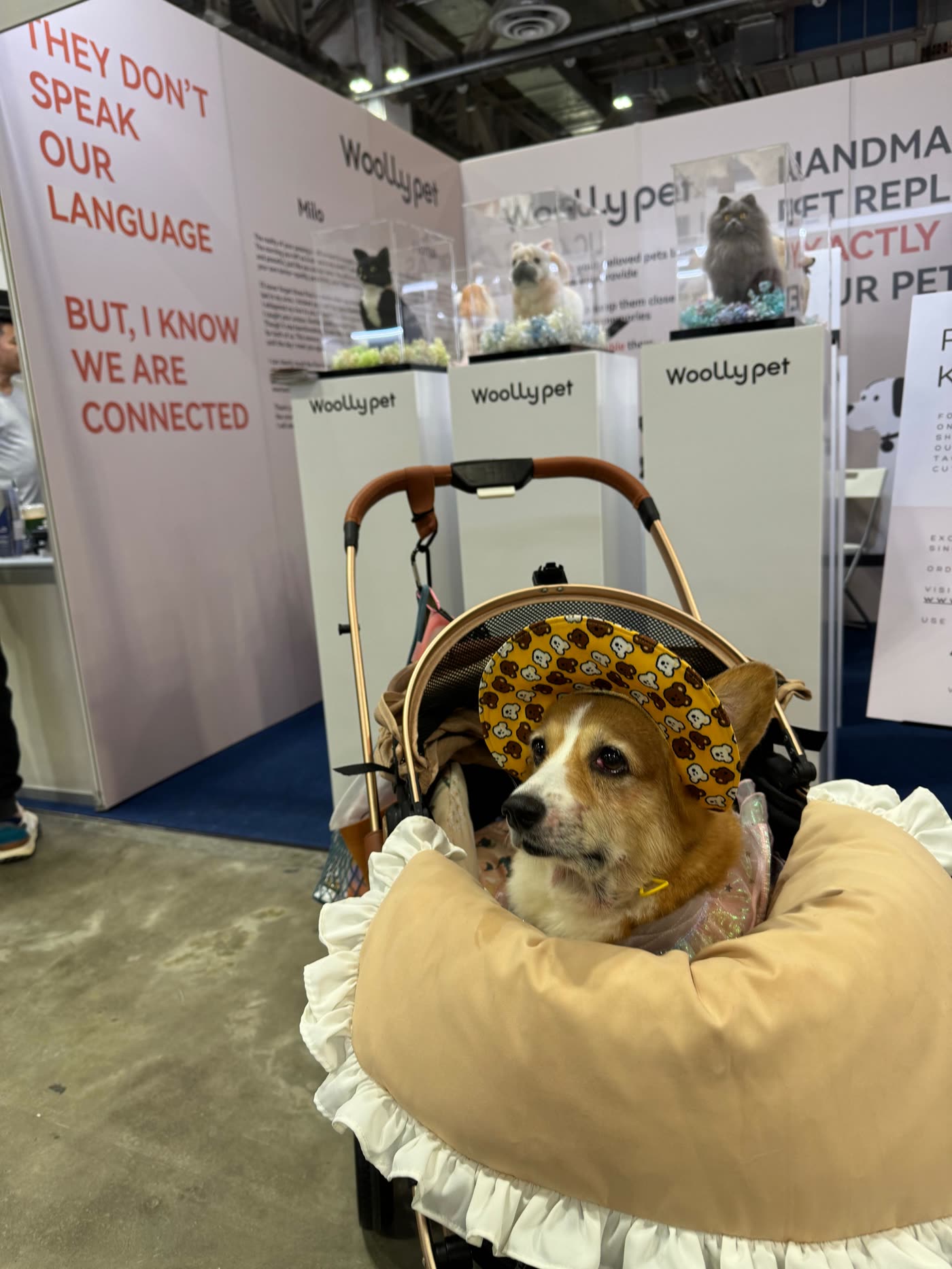 A corgi in a stroller visiting the Woolly Pet booth at Singapore Pet Festival 2024